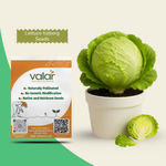 Organic Lettuce Iceberg Seeds