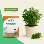 Organic Oregano Seeds