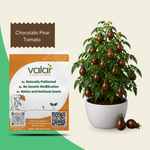 Organic Chocolate Pear Tomato