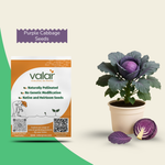 Organic Purple Cabbage Seeds