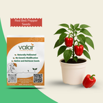 Organic Red Bell Pepper Seeds
