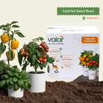 Colorful Salad Garden Kit (Pack of 3 & 6)