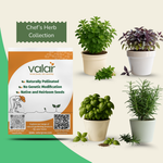 Chef's Herbs Collection Seeds Bundle (Basil, Oregano, Rosemary and Purple Basil)