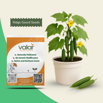 Organic Ridge Gourd Seeds