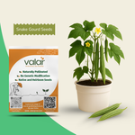 Organic Snake Gourd Seeds