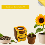 Sunflower Seed Germination Kit | Eco-Friendly Corporate & Event Gifting Kit | Customisable