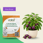 Organic Ghee Brinjal Seeds