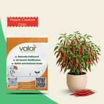Organic Pepper Cayenne Chilli Seeds