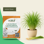 Organic Lemon Grass Seeds