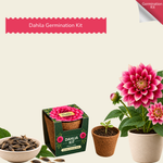 Dahila Seed Germination Kit | Eco-Friendly Corporate & Event Gifting Kit | Customisable