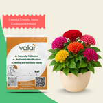 Celosia Cristata Nana Cockscomb Mixed Seeds