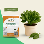 Organic Spinach Seeds
