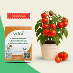 Organic Tomato Seeds