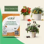 Cherry Tomato Trio Seeds Bundle- Cherry Tomato, Yellow Cherry Tomato, Blue Cherry Tomato