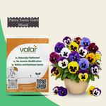 Pansy Swiss Giant Mixed Seeds