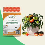 Organic African Togo Tomato Seeds