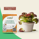 Organic Lettuce Lola Rosa Seeds