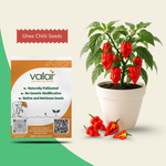 Organic Ghee Chilli Seeds