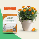 Marigold Red Brocade Seeds