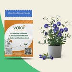 Aparajita/Blue Pea Flower Seeds