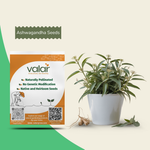 Organic Ashwagandha Seeds