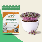 Red cabbage Microgreen Seeds