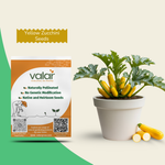 Organic Zucchini Yellow Seeds