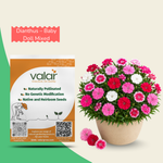 Dianthus Chinensis Baby Doll Mixed Seeds