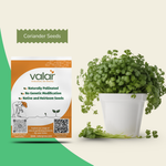 Organic Coriander Seeds