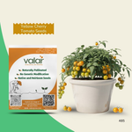 Organic Yellow Cherry Tomato Seeds