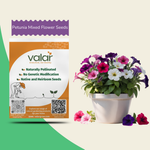 Petunia Mixed Flower Seeds