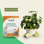 Organic Apple Gourd Seeds