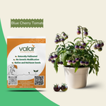 Organic Blue Cherry Tomato Seeds