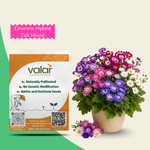 Cineraria Tall Hybrid Mixed Seeds