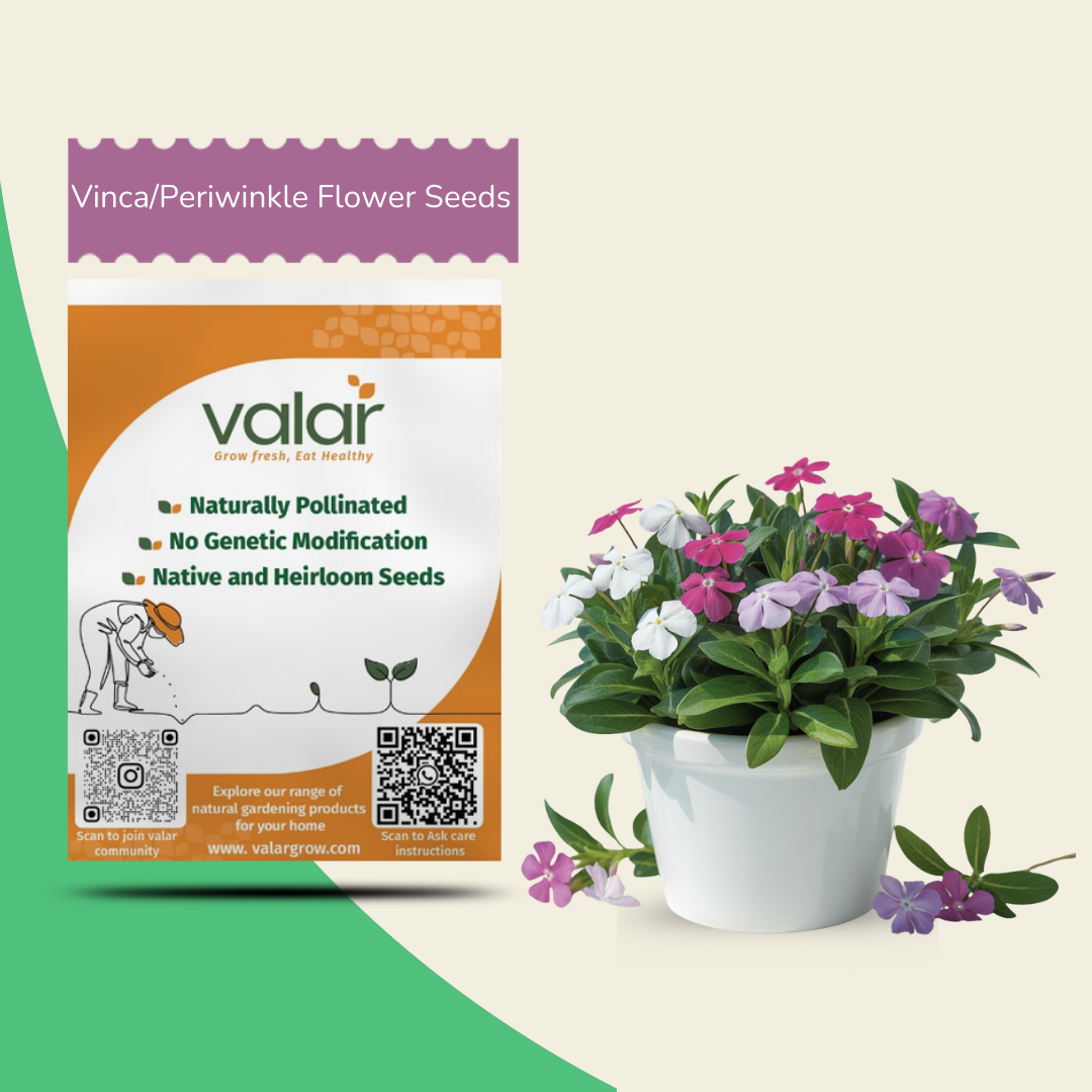 periwinkle plant seeds Valar Vinca/Periwinkle Flower Seeds – Easy to Grow & Vibrant Blooms – Valar Grow