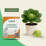 Organic Cabbage Seeds