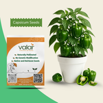 Organic Capsicum Seeds
