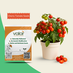 Organic Cherry Tomato Seeds