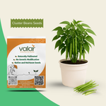 Organic Cluster Beans Seeds