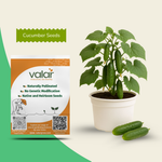 Organic Cucumber Seeds