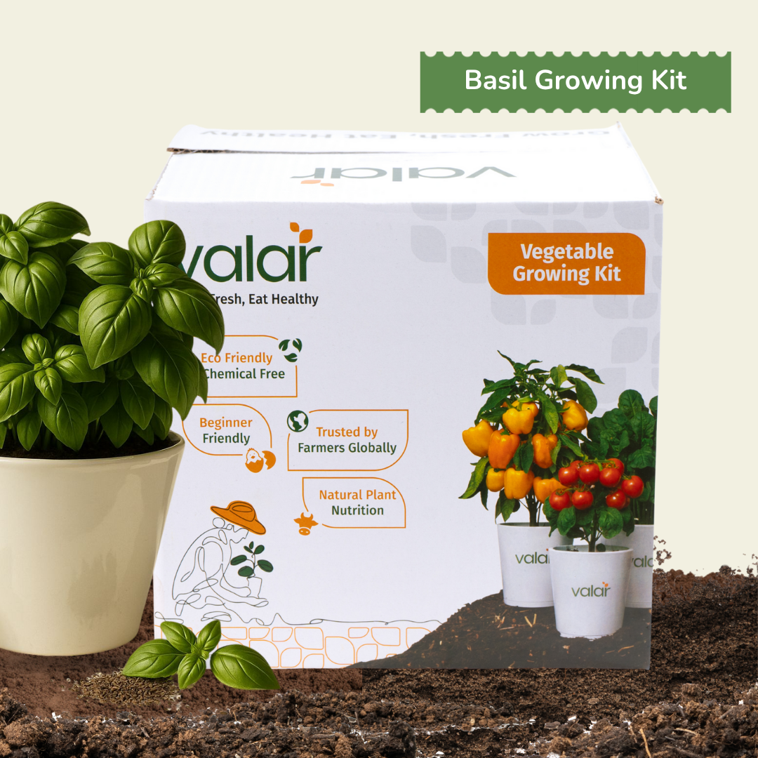 DIY Organic Basil Grow Kit