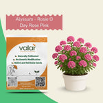 Alyssum - Rosie O Day Rose Pink Seeds