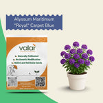 Alyssum Maritimum "Royal" Carpet Blue Seeds