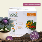 DIY Organic Purple Cabbage Grow Kit