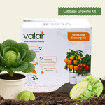 DIY Organic Cabbage Grow Kit