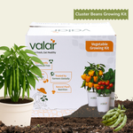 DIY Organic Cluster Beans Grow Kit