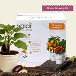DIY Organic Brinjal Grow Kit