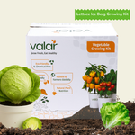 DIY Organic Lettuce Iceberg Grow Kit