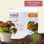 DIY Organic Lettuce Lola Rosa Grow Kit
