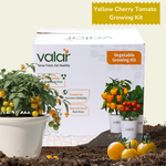DIY Organic Yellow Cherry Tomato Grow Kit